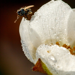  Kärbes päeva alustamas
