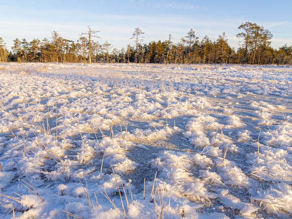 Härmatis rabalaukal
