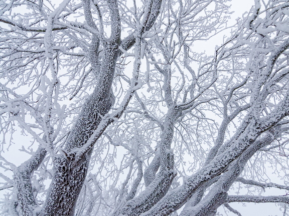 Härmatisega kaetud puu