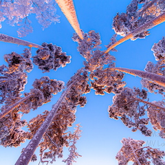 Taevani ulatuvad lumised männid