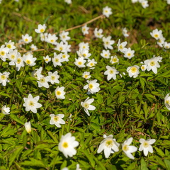 Võsaülane (Anemone nemorosa) panoraam