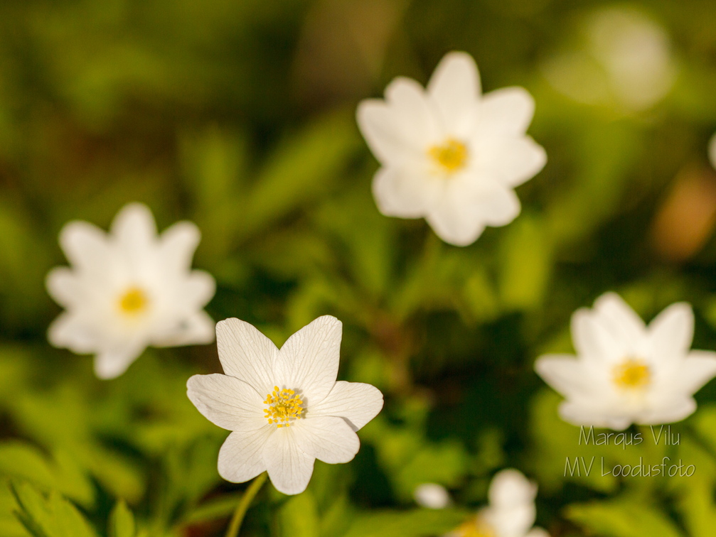 Võsaülane (Anemone nemorosa)