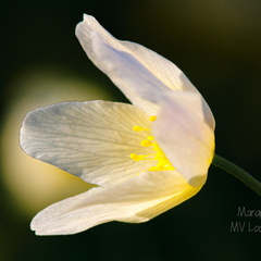 Võsaülane (Anemone nemorosa)