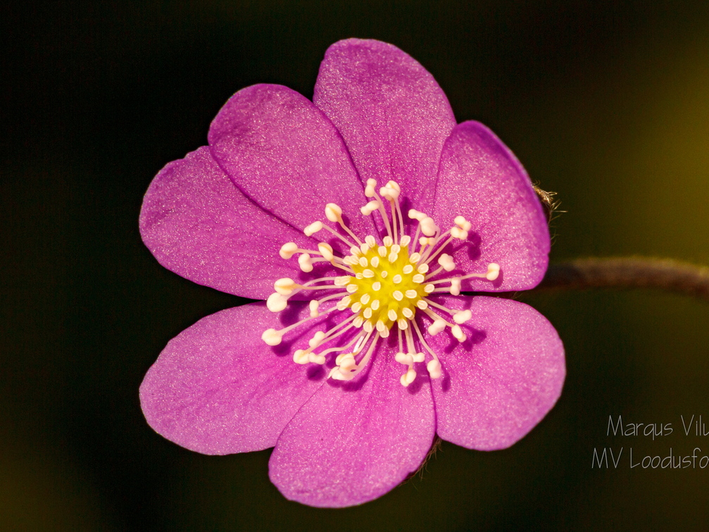 Roosa harilik sinilill (Hepatica nobilis)