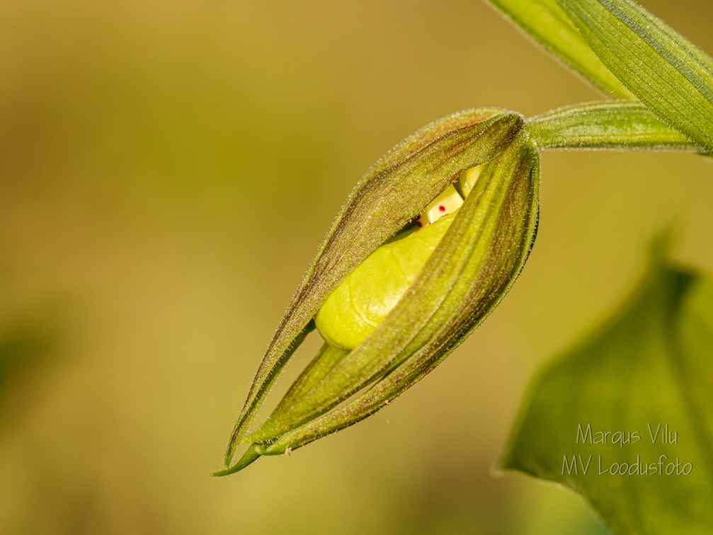 Kaunis kuldking (Cypripedium calceolus)