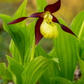 Kaunis kuldking (Cypripedium calceolus)