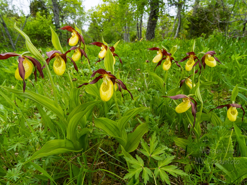 Kaunis kuldking (Cypripedium calceolus)