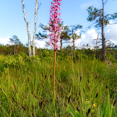 Harilik käoraamat (Gymnadenia conopsea)