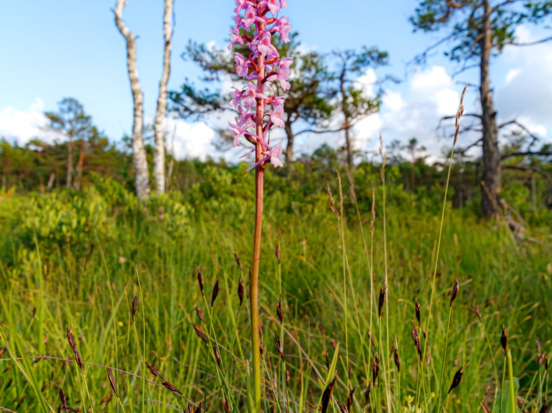 Harilik käoraamat (Gymnadenia conopsea)