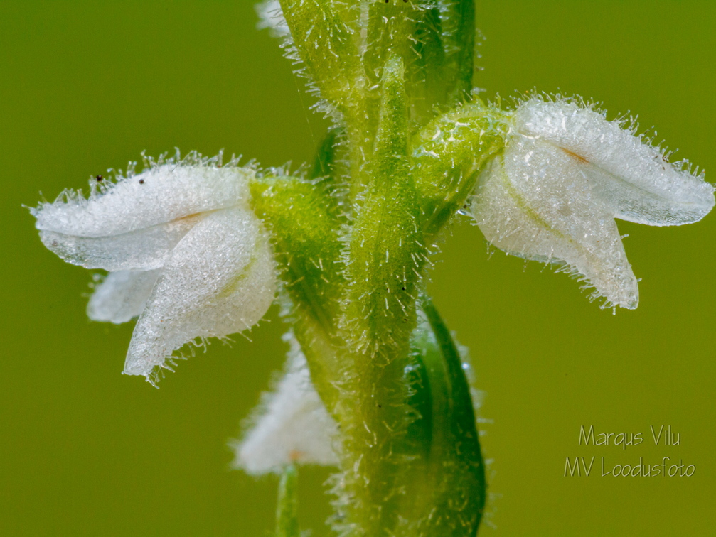 Roomav öövilge (Goodyera repens)