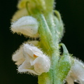 Roomav öövilge (Goodyera repens)