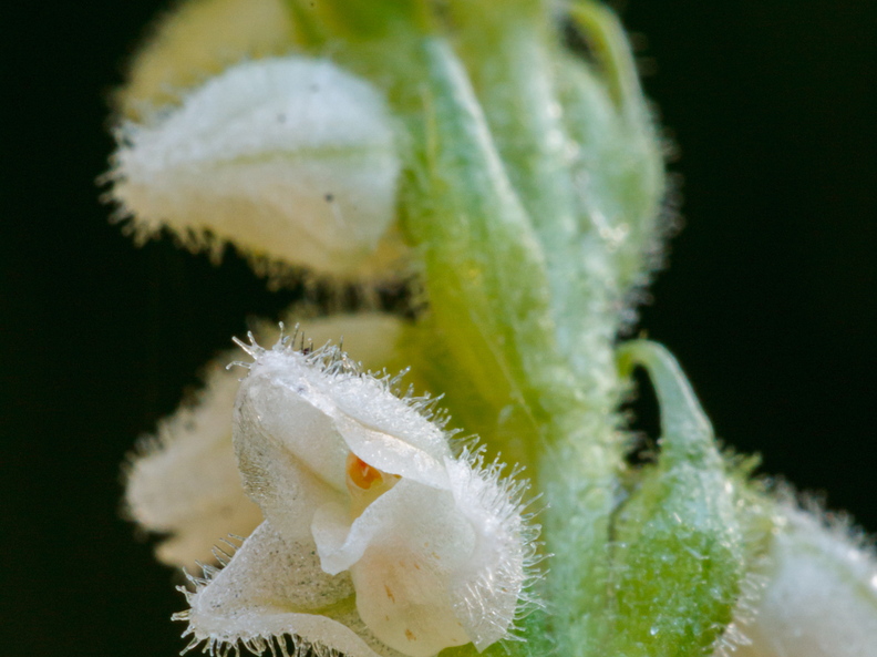 Roomav öövilge (Goodyera repens)