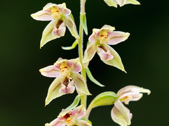 Soo-neiuvaip (Epipactis palustris)