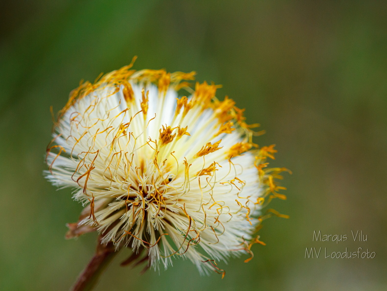 TUSSILAGO FARFARA ehk paiseleht. Seemend