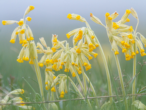 Nurmenukk ehk kanavarvas