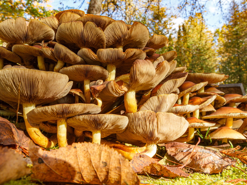 Korralik hunnik seeni